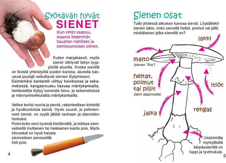 Koska sienillä on tiivistä yhteistyötä puiden kanssa, alueella kasvavat puulajit vaikuttavat sienien löytymiseen.