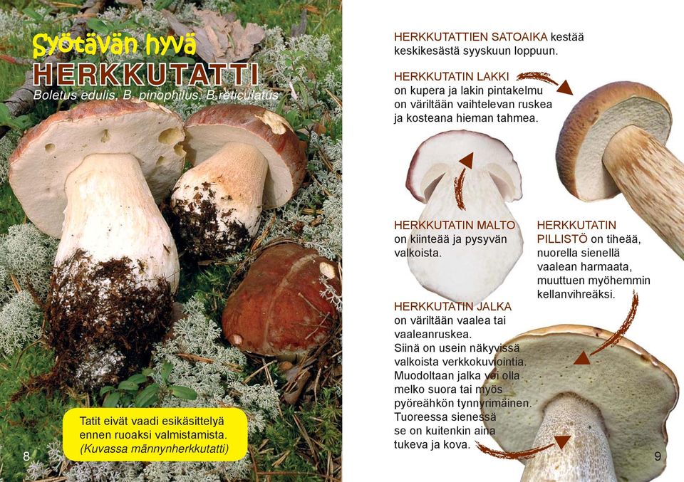 (Kuvassa männynherkkutatti) HERKKUTATIN MALTO on kiinteää ja pysyvän valkoista. HERKKUTATIN JALKA on väriltään vaalea tai vaaleanruskea.