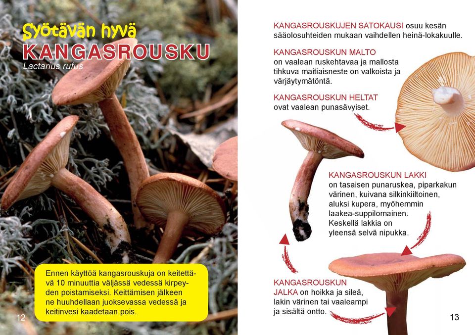 KANGASROUSKUN LAKKI on tasaisen punaruskea, piparkakun värinen, kuivana silkinkiiltoinen, aluksi kupera, myöhemmin laakea-suppilomainen. Keskellä lakkia on yleensä selvä nipukka.