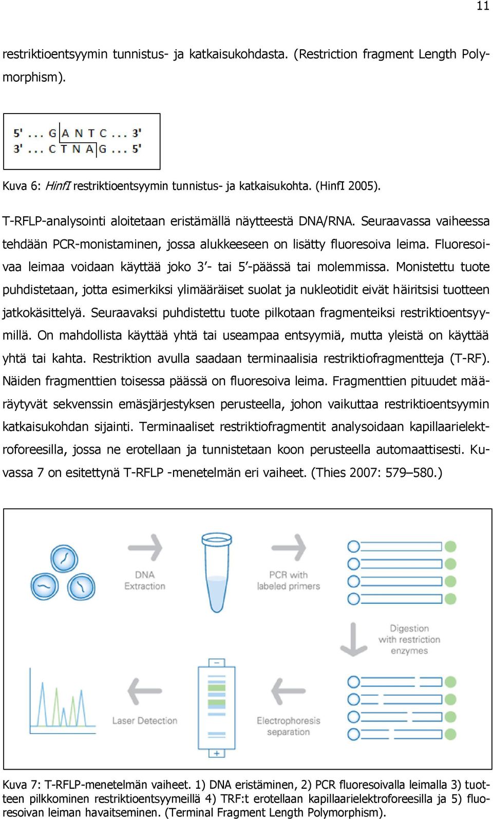 Fluoresoivaa leimaa voidaan käyttää joko 3 - tai 5 -päässä tai molemmissa.