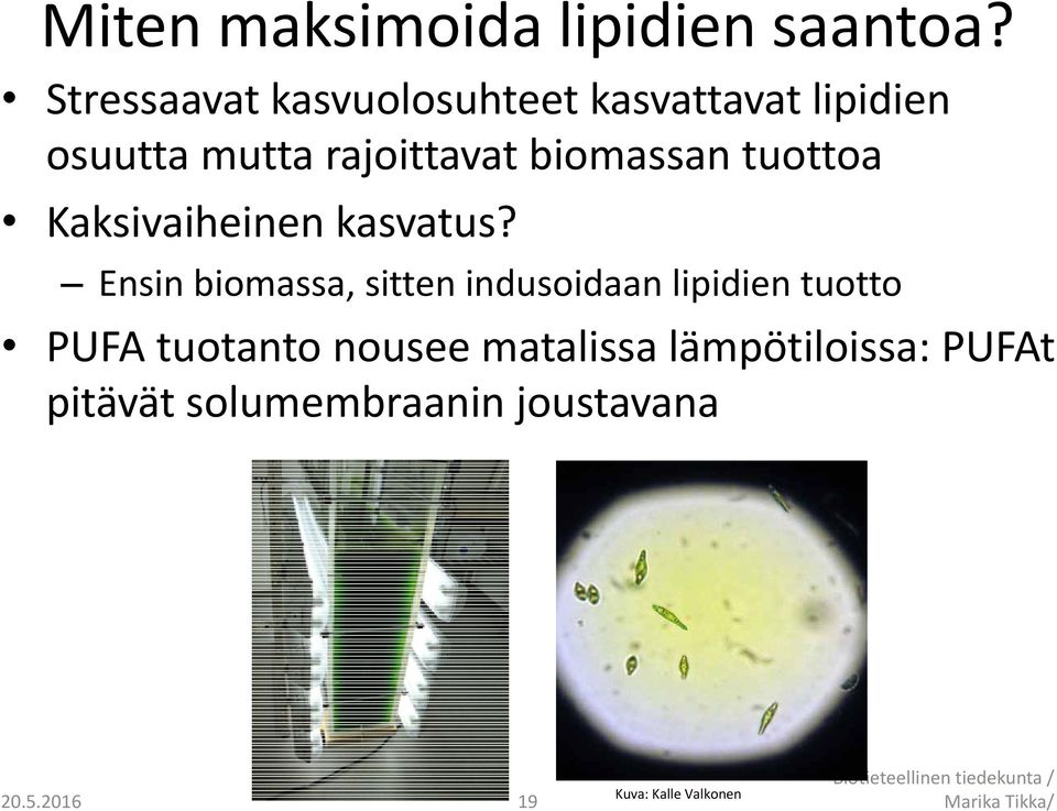 tuottoa Kaksivaiheinen kasvatus?