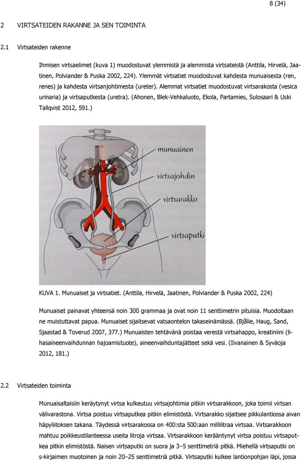 Ylemmät virtsatiet muodostuvat kahdesta munuaisesta (ren, renes) ja kahdesta virtsanjohtimesta (ureter). Alemmat virtsatiet muodostuvat virtsarakosta (vesica urinaria) ja virtsaputkesta (uretra).