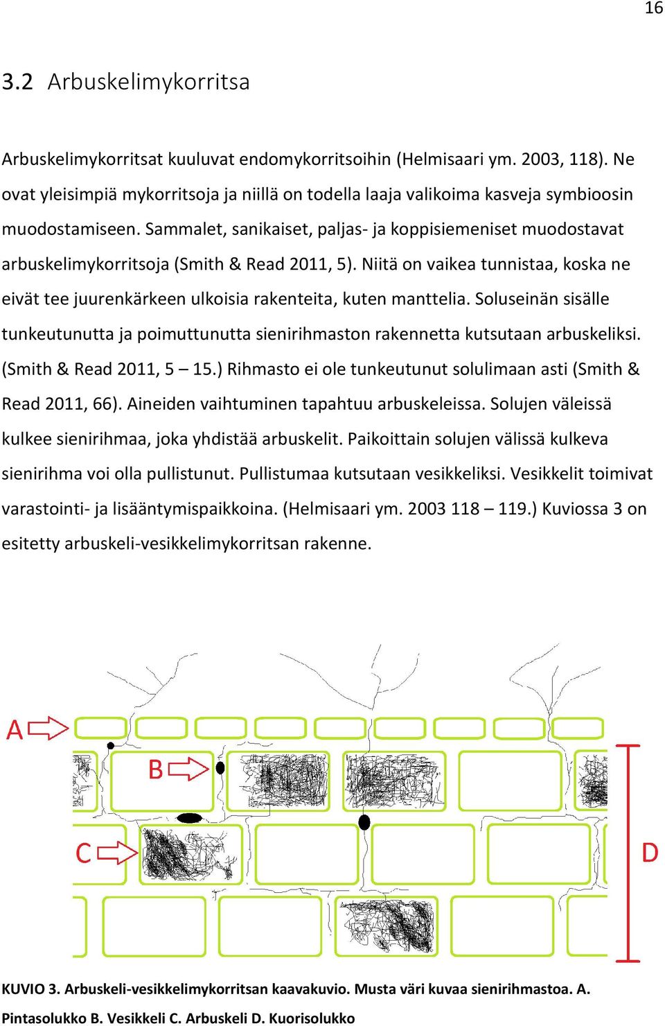 Sammalet, sanikaiset, paljas- ja koppisiemeniset muodostavat arbuskelimykorritsoja (Smith & Read 2011, 5).