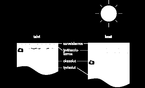 18 Sarveiskerroksen paksuuntuminen Rusketuksen lisäksi ihon sarveiskerroksen paksuuntuminen (kuva 8) on tärkeä suoja UVsäteilyä vastaan.