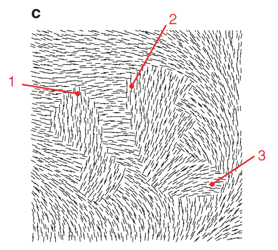 Lait ovat alttiita tulkintaongelmille Roelfsema (2006) Cortical