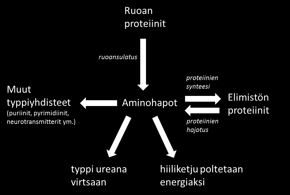 Mihin proteiinia