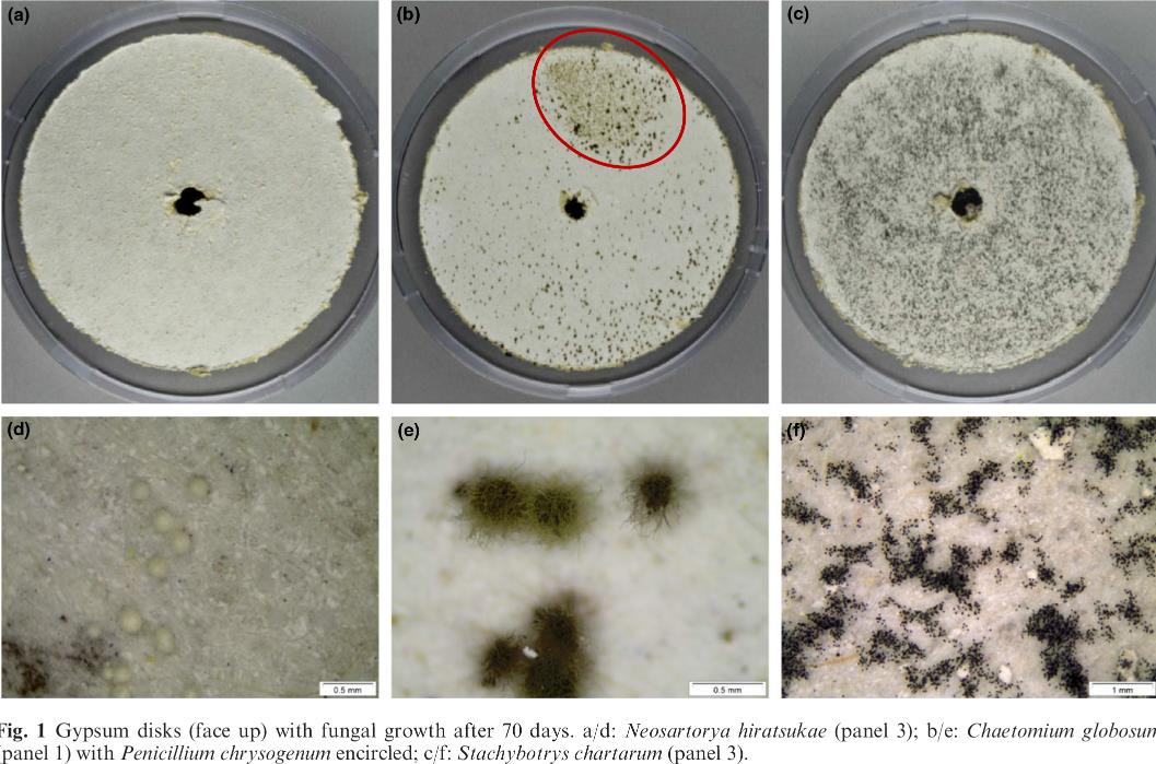 Kipsilevyissä on muitakin mikrobiologisia riskejä, jotka rakentamisessa tulisi huomioida: our results suggest that these three fungal species are already embedded in the materials,.