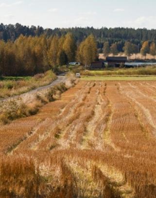 Viljelyn monipuolistaminen Viljelykasvien osuuden laskemisen ajankohta on 30.6. 31.8.