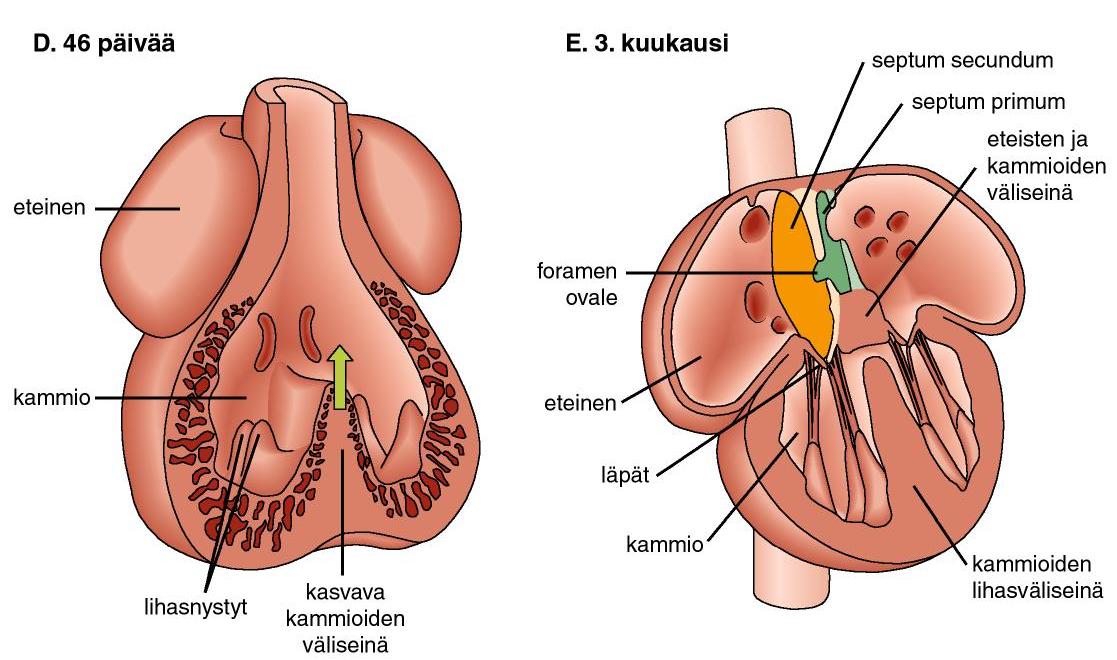 KAMMIOIDEN