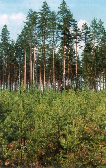 Metsänhoidon ja puuston ominaisuuksien vaikutus