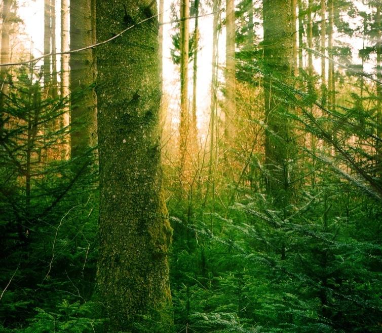 UPM Kymmene Oyj Kymin paperi- ja sellutehdas Kalson viilutehdas Verlan tehdasmuseo Elinvoimaa metsästä Stora Enso, Anjalankosken tehtaat Anjalan paperitehdas