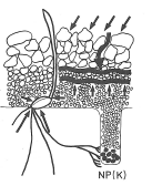 10-25 kg/ha Typpi: tarve 120-150 kg/ha, sadossa poistuu