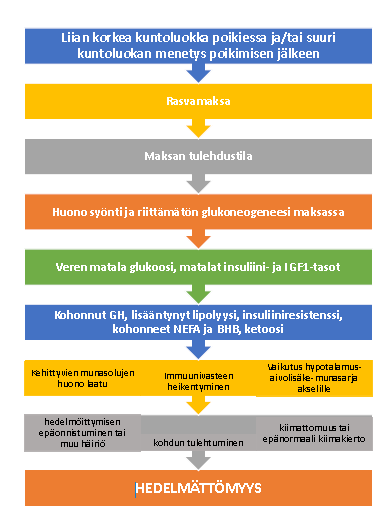 Miten aineenvaihdunta vaikuttaa hedelmällisyyteen