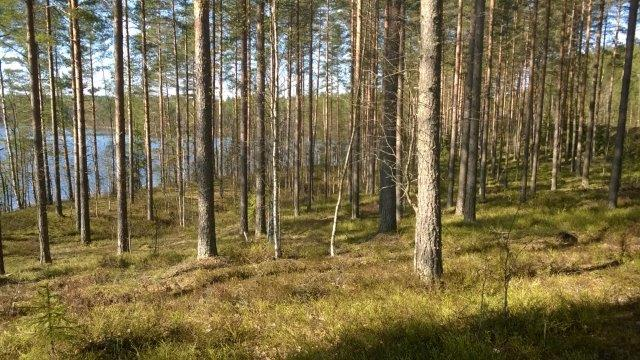 Kyynelmyksen lounaisrannan loivapiirteinen niemi ja koivikkoa lähellä tilan pohjoisrajaa