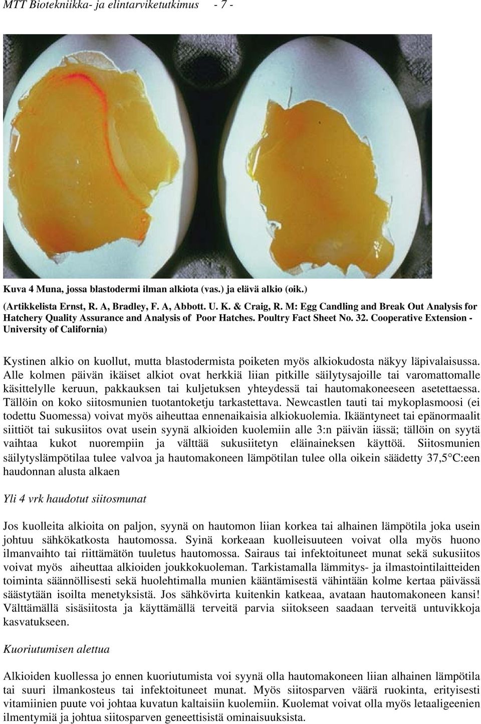 Poultry Fact Sheet No. 32. Cooperative Extension - University of California) Kystinen alkio on kuollut, mutta blastodermista poiketen myös alkiokudosta näkyy läpivalaisussa.