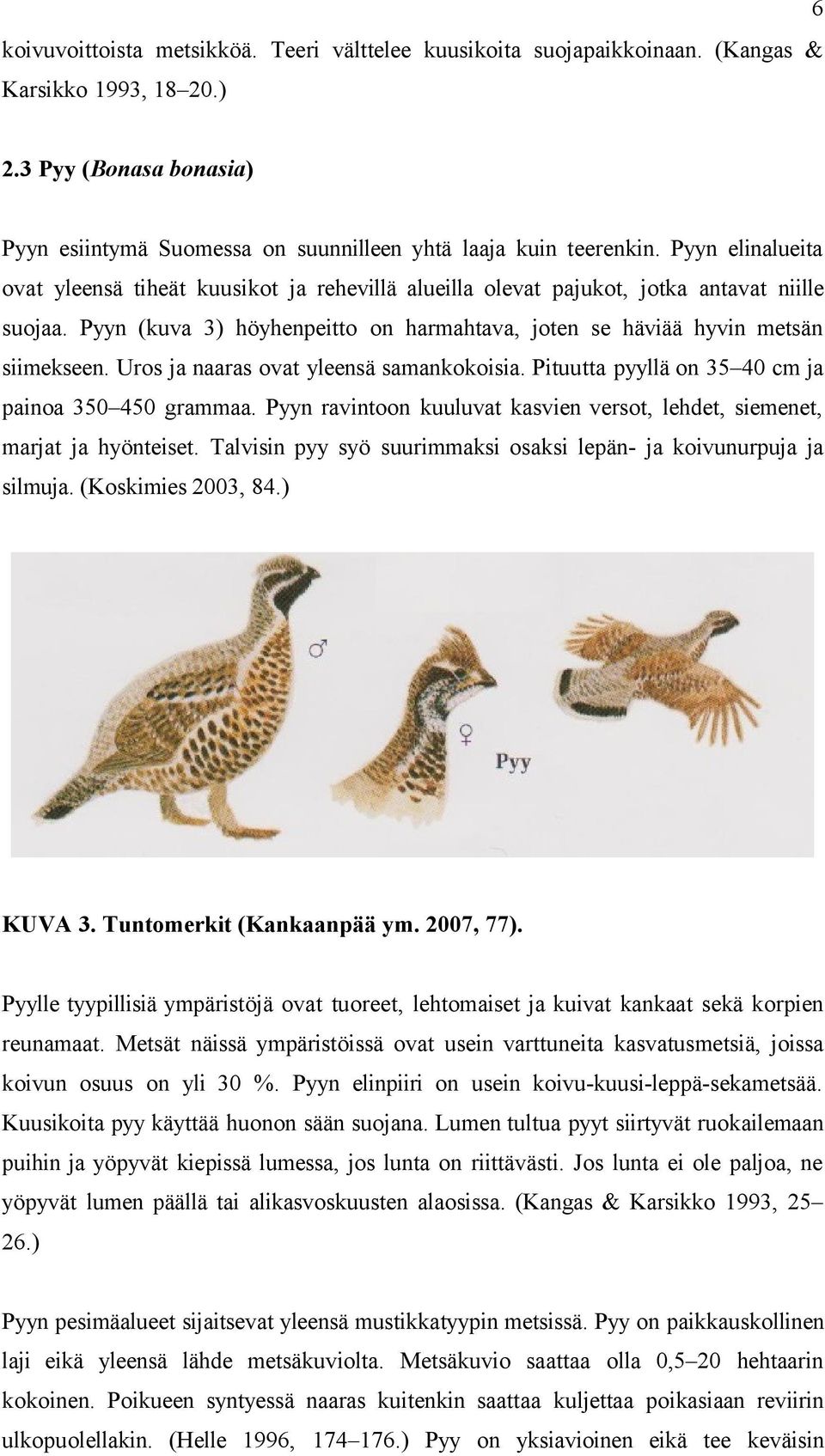 Uros ja naaras ovat yleensä samankokoisia. Pituutta pyyllä on 35 40 cm ja painoa 350 450 grammaa. Pyyn ravintoon kuuluvat kasvien versot, lehdet, siemenet, marjat ja hyönteiset.