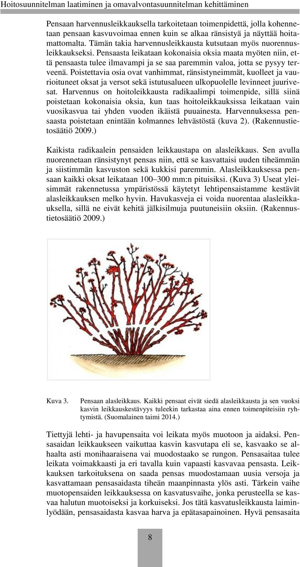 Pensaasta leikataan kokonaisia oksia maata myöten niin, että pensaasta tulee ilmavampi ja se saa paremmin valoa, jotta se pysyy terveenä.