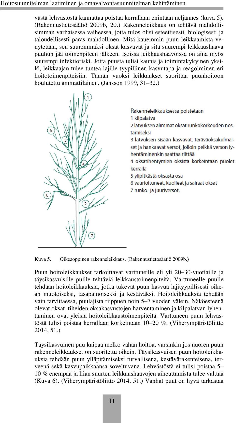 Mitä kauemmin puun leikkaamista venytetään, sen suuremmaksi oksat kasvavat ja sitä suurempi leikkaushaava puuhun jää toimenpiteen jälkeen.