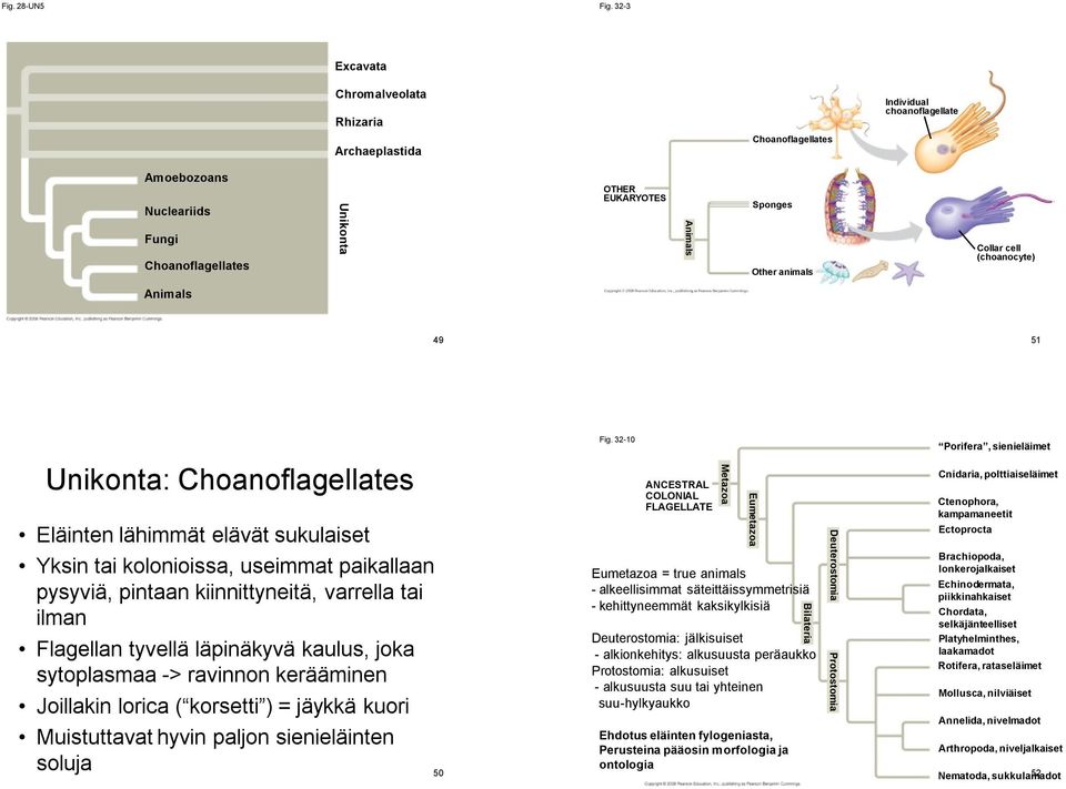 animals Collar cell (choanocyte) Animals 49 51 Unikonta: Choanoflagellates Eläinten lähimmät elävät sukulaiset Yksin tai kolonioissa, useimmat paikallaan pysyviä, pintaan kiinnittyneitä, varrella tai