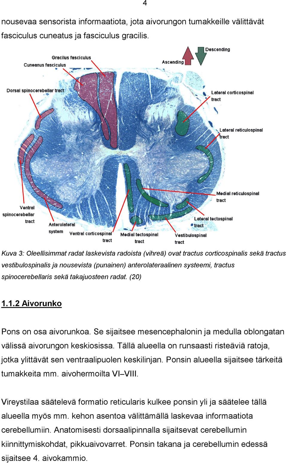 sekä takajuosteen radat. (20) 1.1.2 Aivorunko Pons on osa aivorunkoa. Se sijaitsee mesencephalonin ja medulla oblongatan välissä aivorungon keskiosissa.