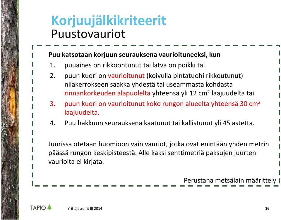 laajuudelta tai 3. puun kuori on vaurioitunut koko rungon alueelta yhteensä 30 cm 2 laajuudelta. 4. Puu hakkuun seurauksena kaatunut tai kallistunut yli 45 astetta.
