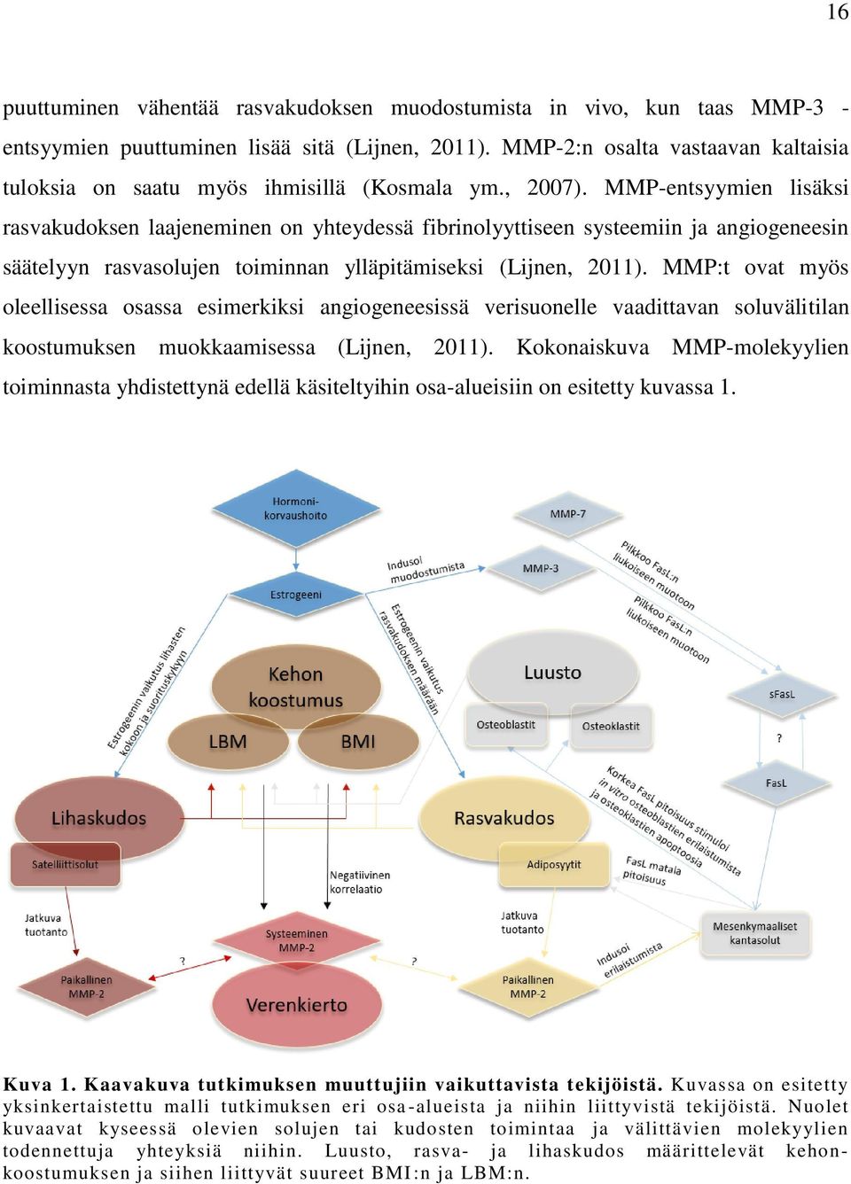 MMP-entsyymien lisäksi rasvakudoksen laajeneminen on yhteydessä fibrinolyyttiseen systeemiin ja angiogeneesin säätelyyn rasvasolujen toiminnan ylläpitämiseksi (Lijnen, 2011).