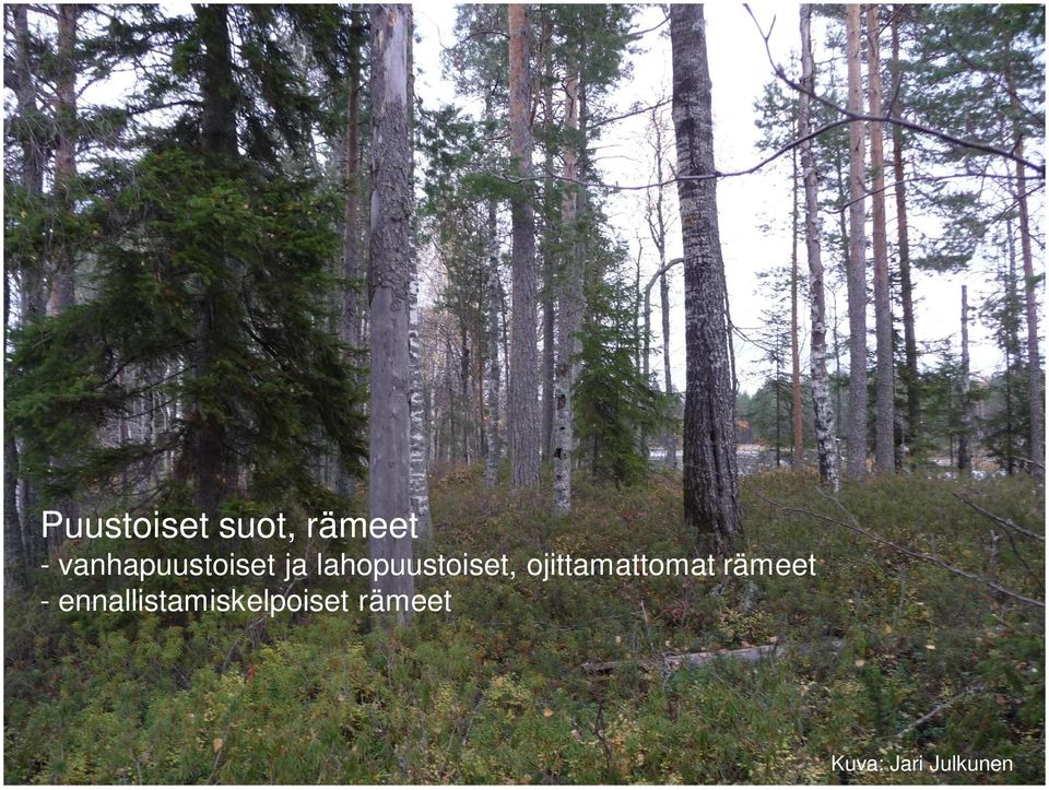 lahopuustoiset, ojittamattomat