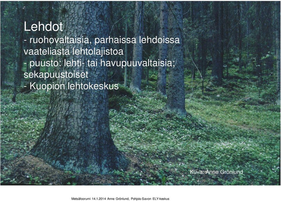 puusto: lehti- tai havupuuvaltaisia;