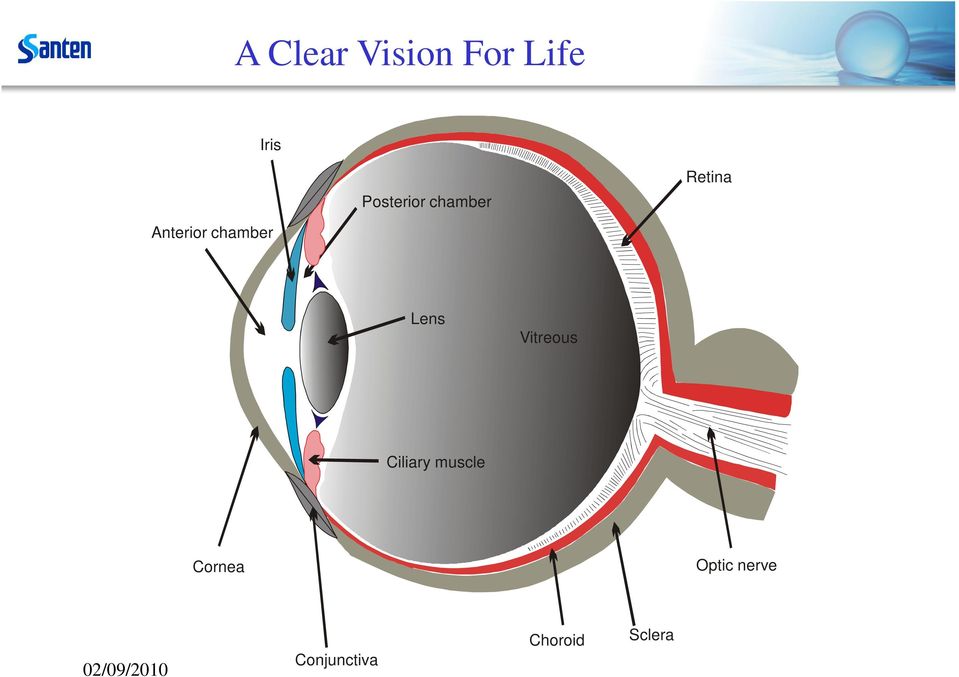 Vitreous Ciliary muscle Cornea Optic