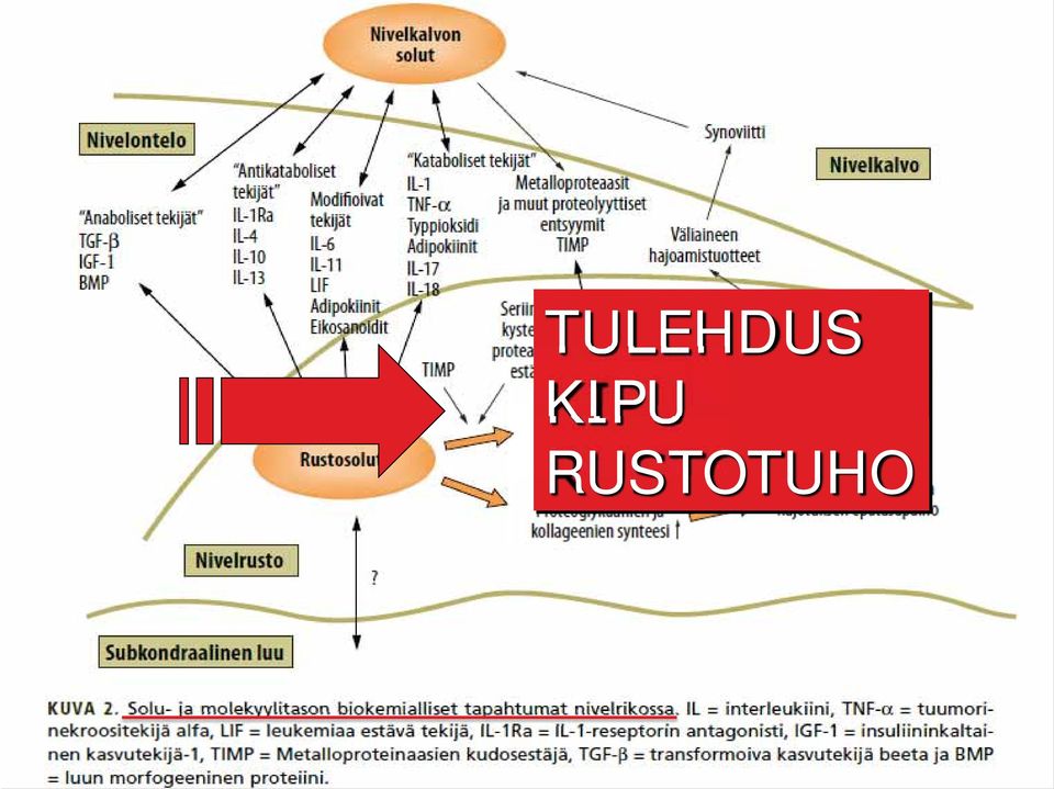 RUSTOTUHO