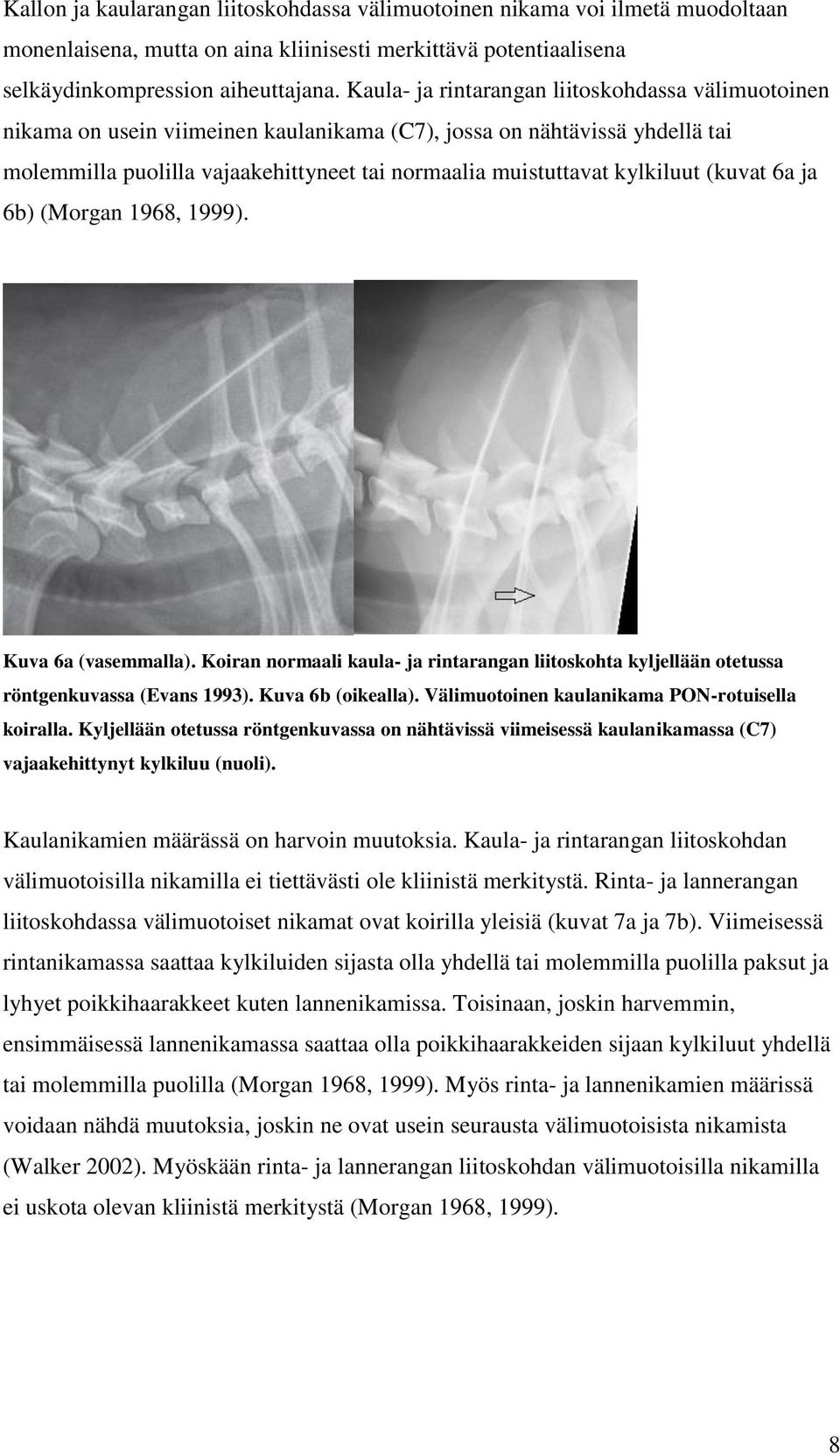 kylkiluut (kuvat 6a ja 6b) (Morgan 1968, 1999). Kuva 6a (vasemmalla). Koiran normaali kaula- ja rintarangan liitoskohta kyljellään otetussa röntgenkuvassa (Evans 1993). Kuva 6b (oikealla).