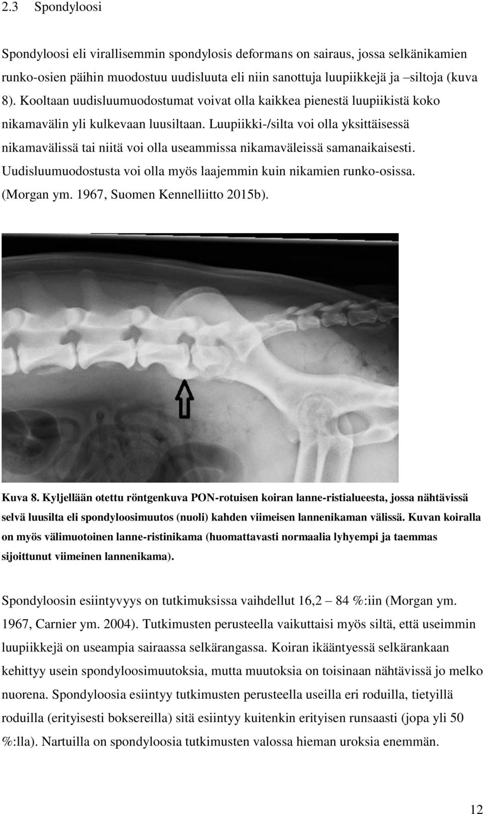 Luupiikki-/silta voi olla yksittäisessä nikamavälissä tai niitä voi olla useammissa nikamaväleissä samanaikaisesti. Uudisluumuodostusta voi olla myös laajemmin kuin nikamien runko-osissa. (Morgan ym.