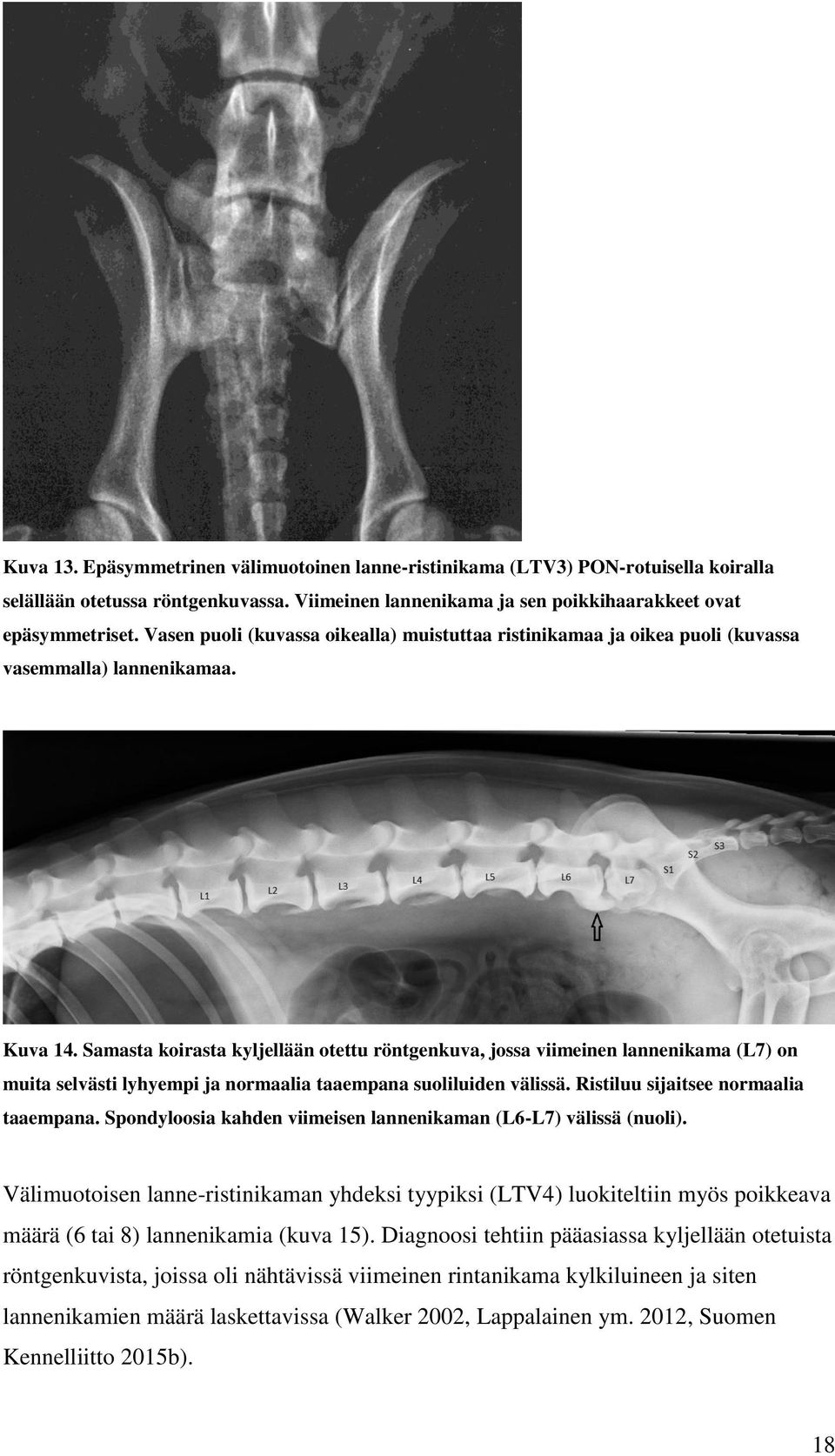 Samasta koirasta kyljellään otettu röntgenkuva, jossa viimeinen lannenikama (L7) on muita selvästi lyhyempi ja normaalia taaempana suoliluiden välissä. Ristiluu sijaitsee normaalia taaempana.