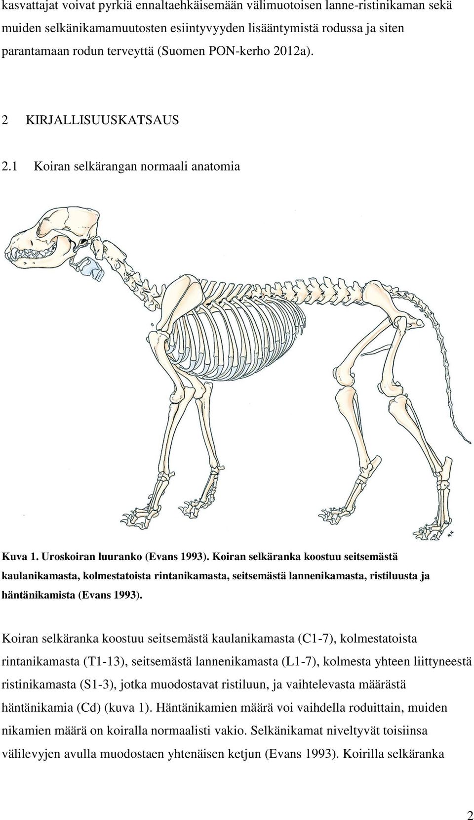 Koiran selkäranka koostuu seitsemästä kaulanikamasta, kolmestatoista rintanikamasta, seitsemästä lannenikamasta, ristiluusta ja häntänikamista (Evans 1993).