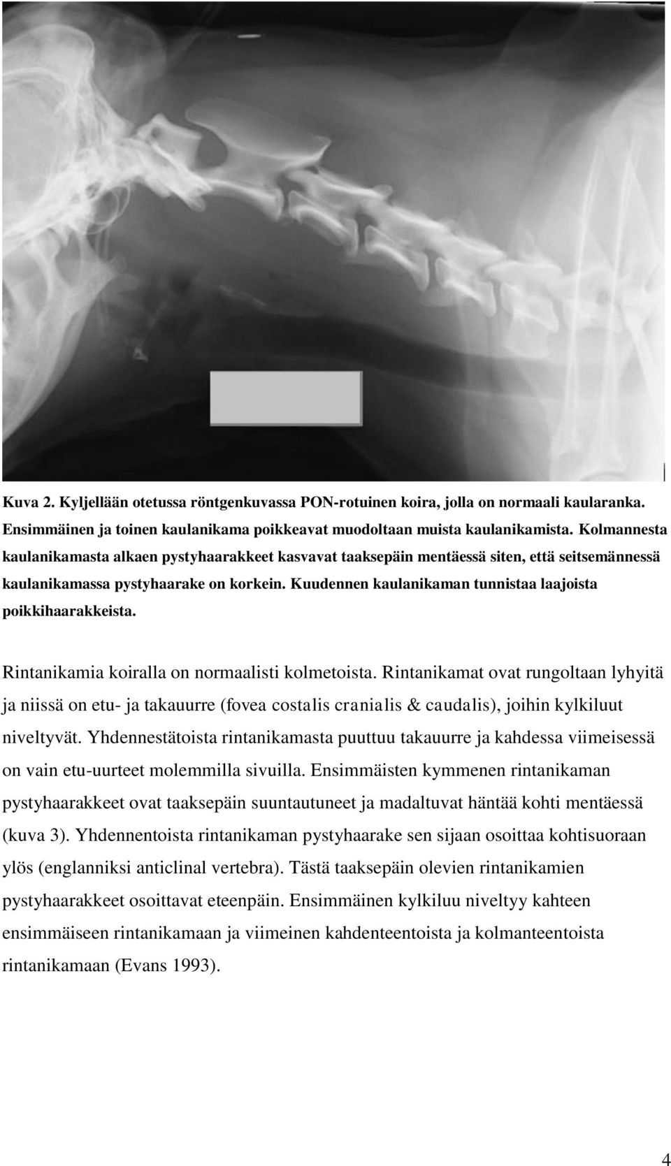 Kuudennen kaulanikaman tunnistaa laajoista poikkihaarakkeista. Rintanikamia koiralla on normaalisti kolmetoista.