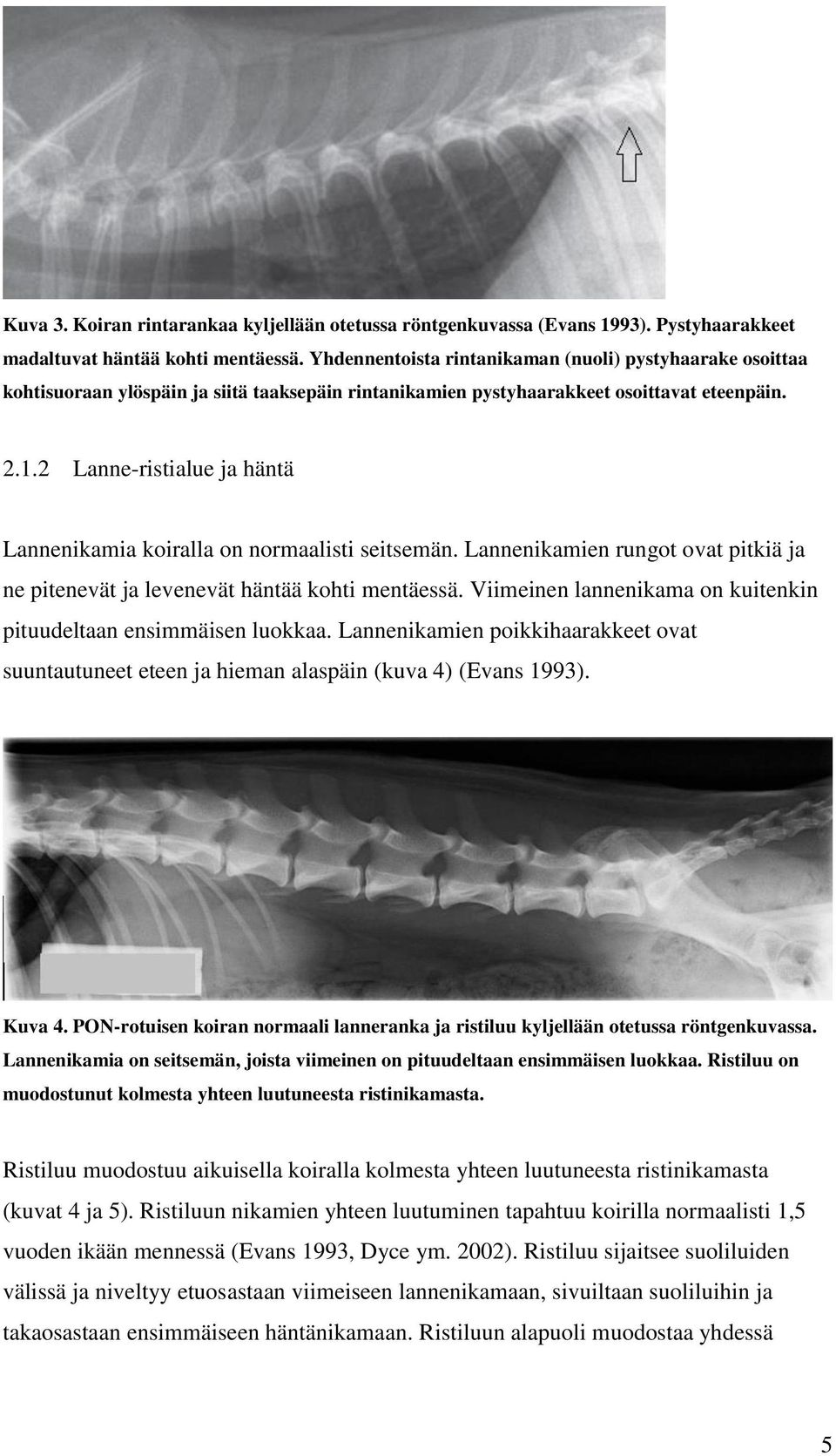 2 Lanne-ristialue ja häntä Lannenikamia koiralla on normaalisti seitsemän. Lannenikamien rungot ovat pitkiä ja ne pitenevät ja levenevät häntää kohti mentäessä.