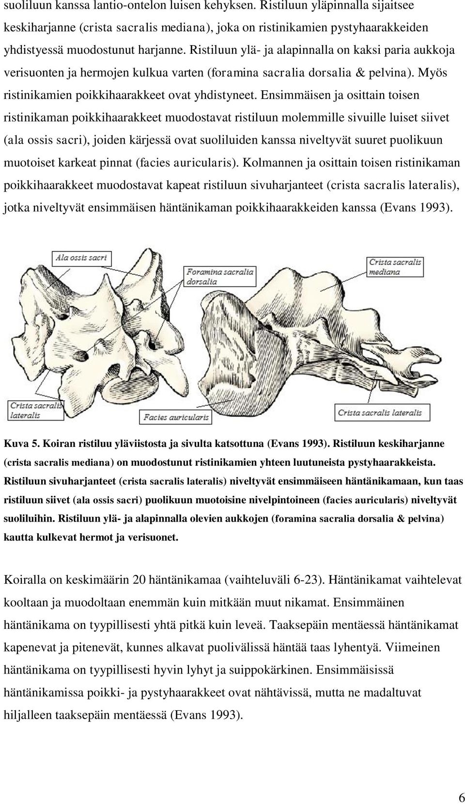 Ensimmäisen ja osittain toisen ristinikaman poikkihaarakkeet muodostavat ristiluun molemmille sivuille luiset siivet (ala ossis sacri), joiden kärjessä ovat suoliluiden kanssa niveltyvät suuret