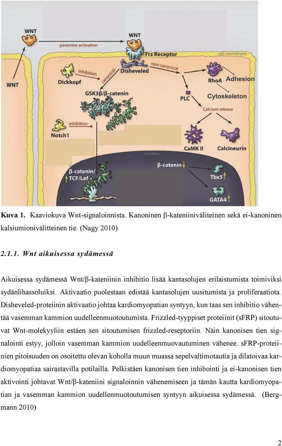 Disheveled-proteiinin aktivaatio johtaa kardiomyopatian syntyyn, kun taas sen inhibitio vähentää vasemman kammion uudelleenmuotoutumista.