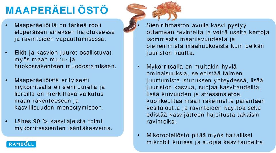 Lähes 90 % kasvilajeista toimii mykorritsasienten isäntäkasveina.