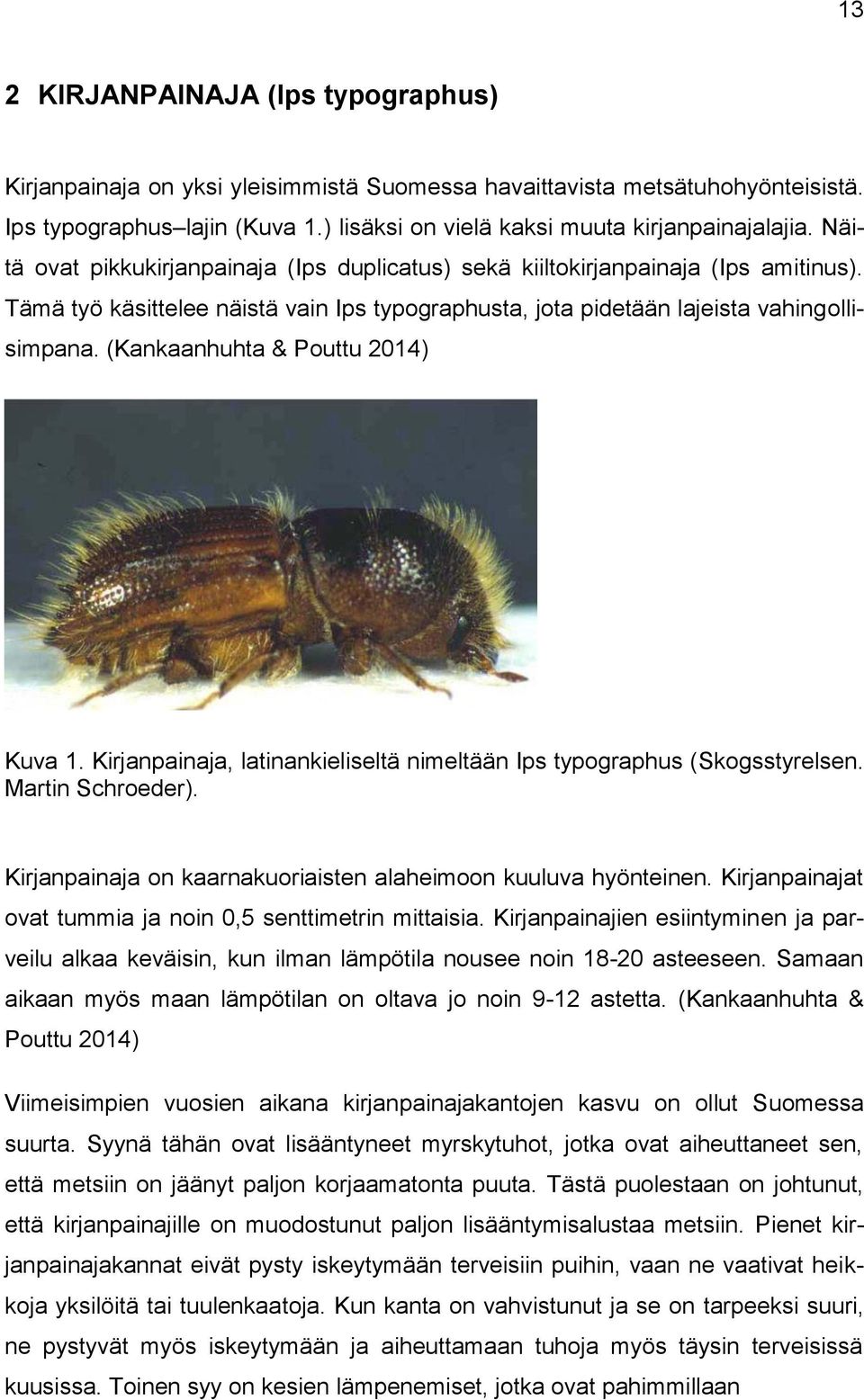 (Kankaanhuhta & Pouttu 2014) Kuva 1. Kirjanpainaja, latinankieliseltä nimeltään Ips typographus (Skogsstyrelsen. Martin Schroeder). Kirjanpainaja on kaarnakuoriaisten alaheimoon kuuluva hyönteinen.