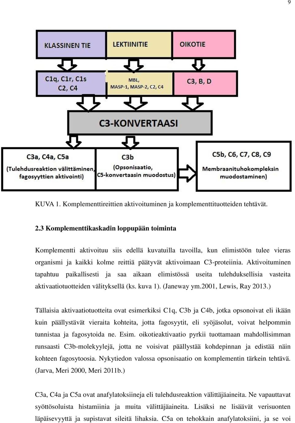 Aktivoituminen tapahtuu paikallisesti ja saa aikaan elimistössä useita tulehduksellisia vasteita aktivaatiotuotteiden välityksellä (ks. kuva 1). (Janeway ym.2001, Lewis, Ray 2013.