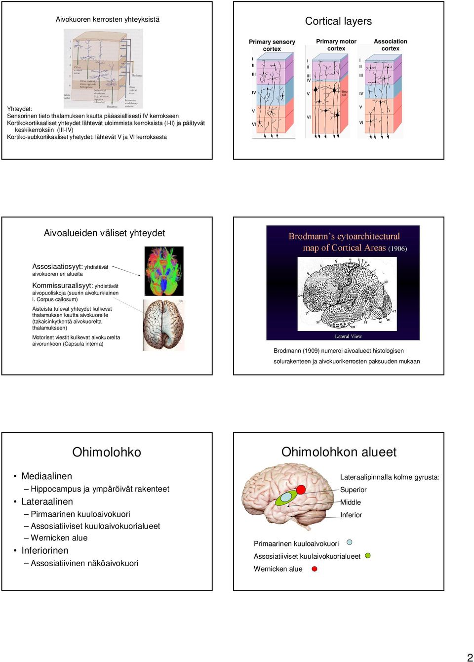 (1906) Assosiaatiosyyt: yhdistävät aivokuoren eri alueita Kommissuraalisyyt: yhdistävät aivopuoliskoja (suurin aivokurkiainen l.