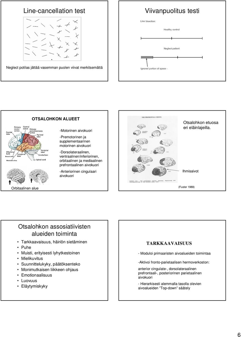 Ihmisaivot Orbitaalinen alue (Fuster 1989) Otsalohkon assosiatiivisten alueiden toiminta Tarkkaavaisuus, häiriön sietäminen Puhe Muisti, erityisesti lyhytkestoinen Mielikuvitus Suunnittelukyky,