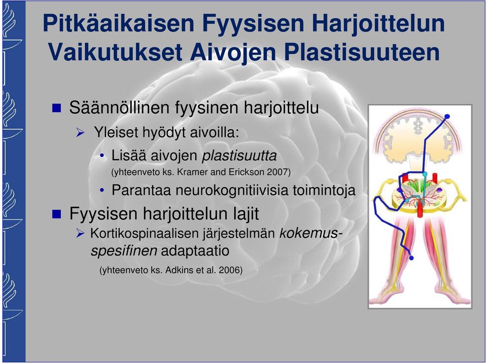 Kramer and Erickson 2007) Parantaa neurokognitiivisia toimintoja Fyysisen harjoittelun