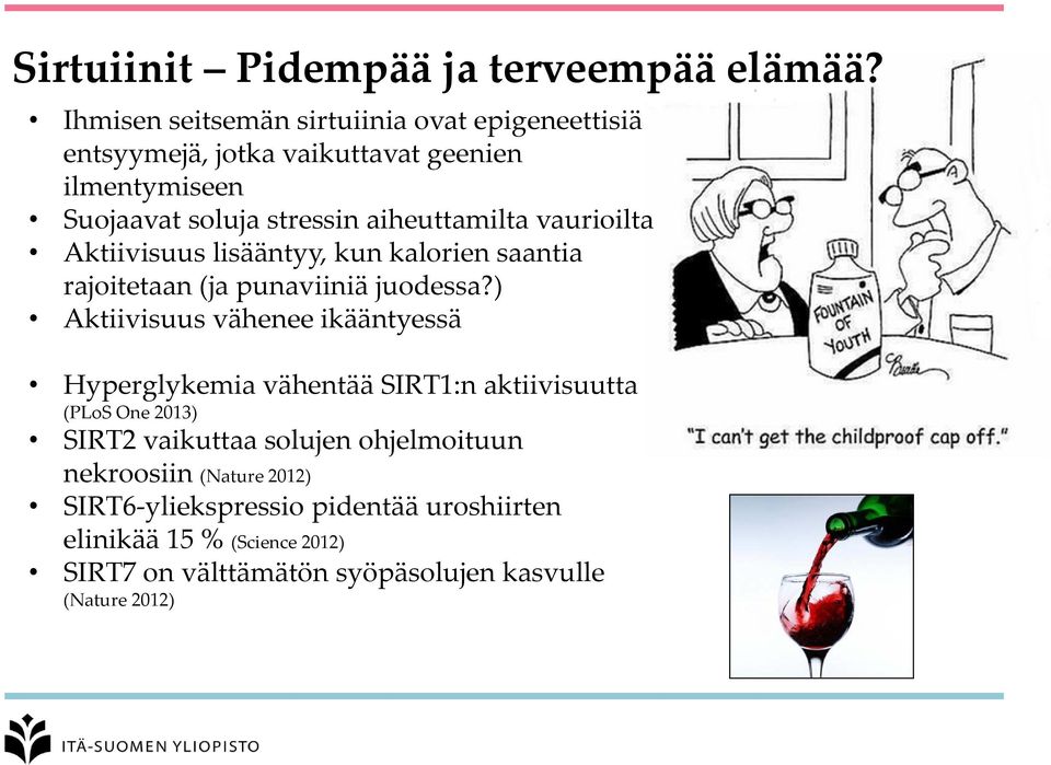 aiheuttamilta vaurioilta Aktiivisuus lisääntyy, kun kalorien saantia rajoitetaan (ja punaviiniä juodessa?