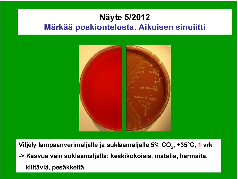 suklaamaljalle 5% CO 2, +35 C, 1 vrk -> Kasvua vain