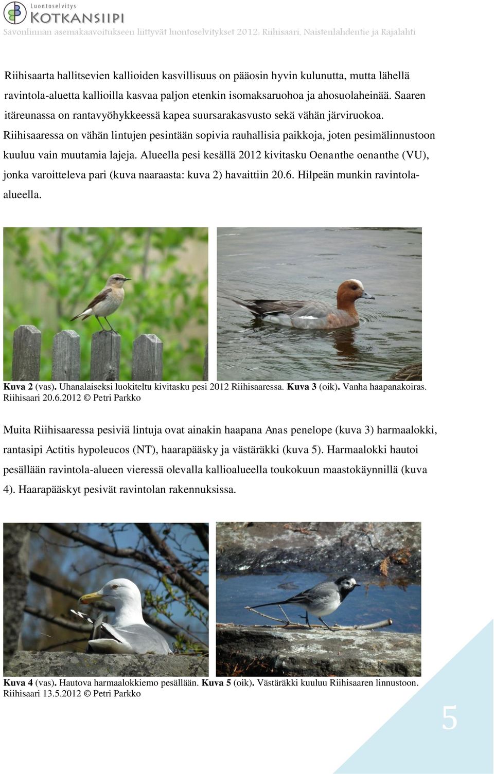 Riihisaaressa on vähän lintujen pesintään sopivia rauhallisia paikkoja, joten pesimälinnustoon kuuluu vain muutamia lajeja.