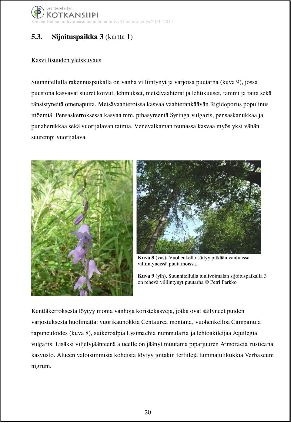 pihasyreeniä Syringa vulgaris, pensaskanukkaa ja punaherukkaa sekä vuorijalavan taimia. Venevalkaman reunassa kasvaa myös yksi vähän suurempi vuorijalava. Kuva 8 (vas).