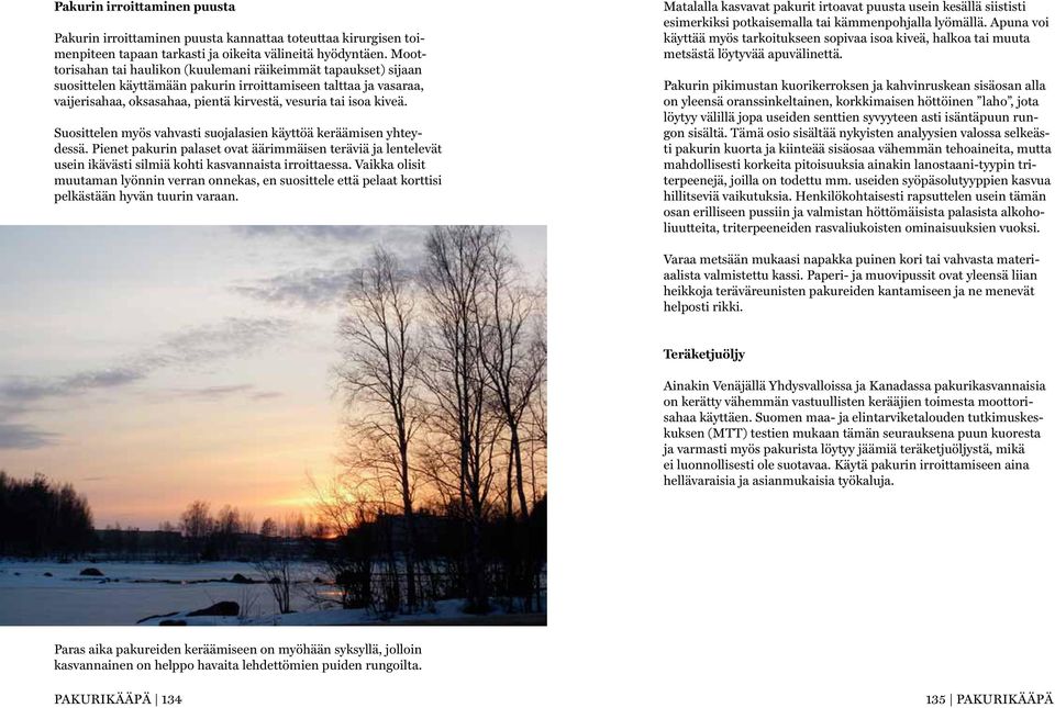 Suosittelen myös vahvasti suojalasien käyttöä keräämisen yhteydessä. Pienet pakurin palaset ovat äärimmäisen teräviä ja lentelevät usein ikävästi silmiä kohti kasvannaista irroittaessa.