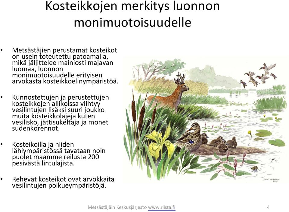 Kunnostettujen ja perustettujen kosteikkojen allikoissa viihtyy vesilintujen lisäksi suuri joukko muita kosteikkolajeja kuten vesilisko, jättisukeltaja ja